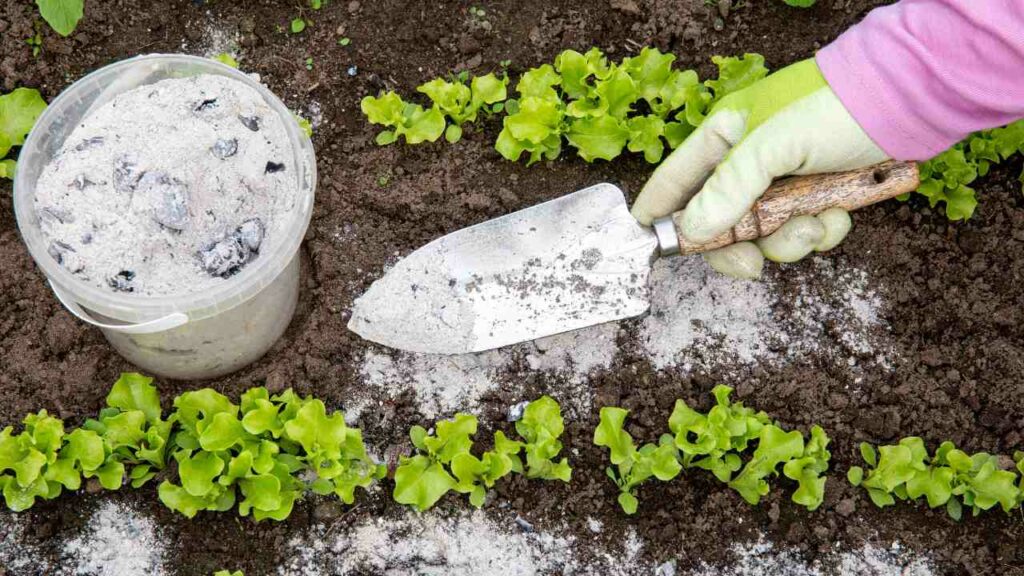 Gardener adding ash to the garden. Rows of lettuce with ash sprinkled between.