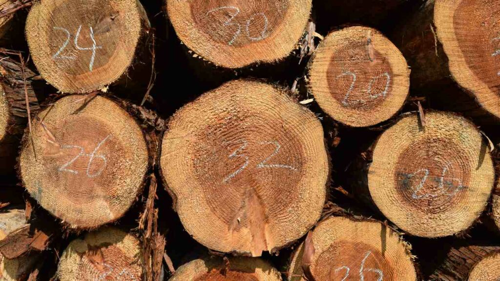 cedar wood logs