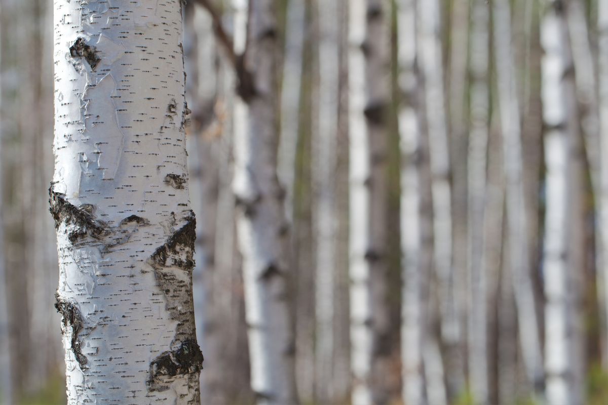 Is Birch a Good Choice for Firewood in Your Home? (1)