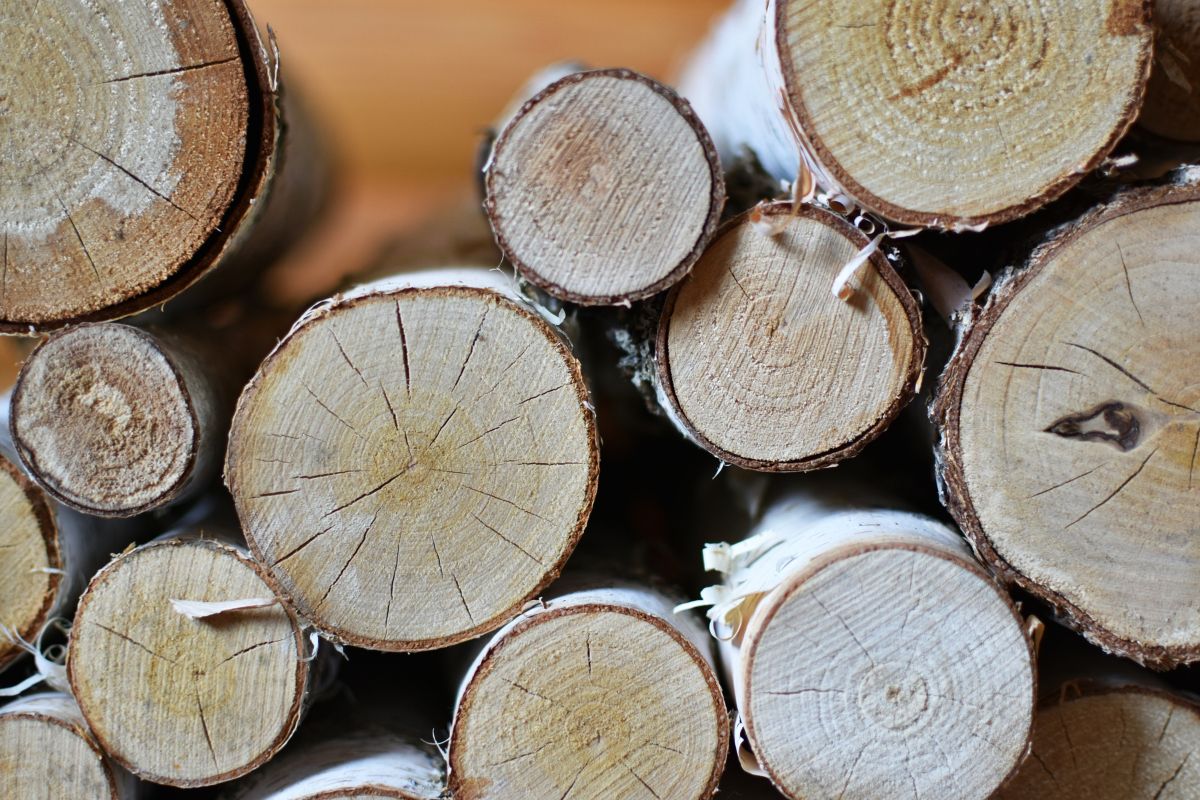 Is Birch a Good Choice for Firewood in Your Home?