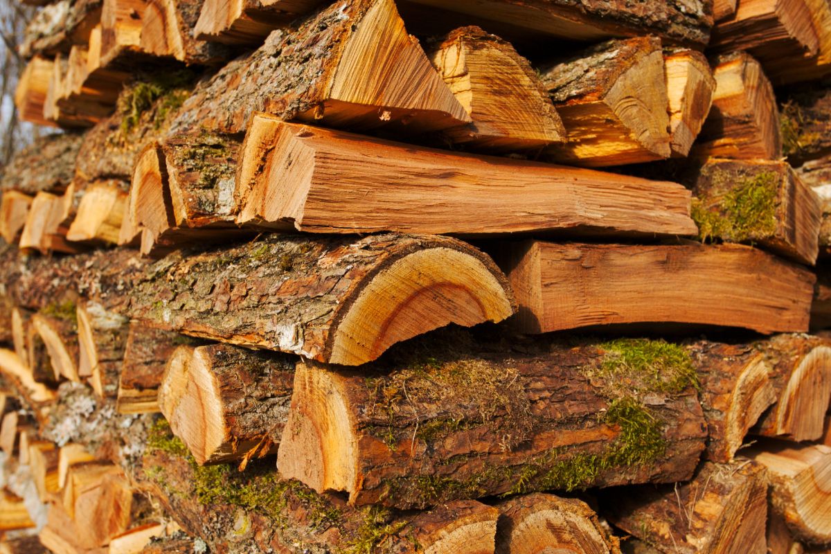 Is Elm Good Firewood? (1)