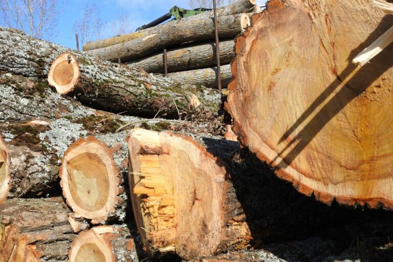 Is Poplar Good Firewood? Fireplace Ideas