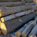 Is-Poplar-Good-Firewood