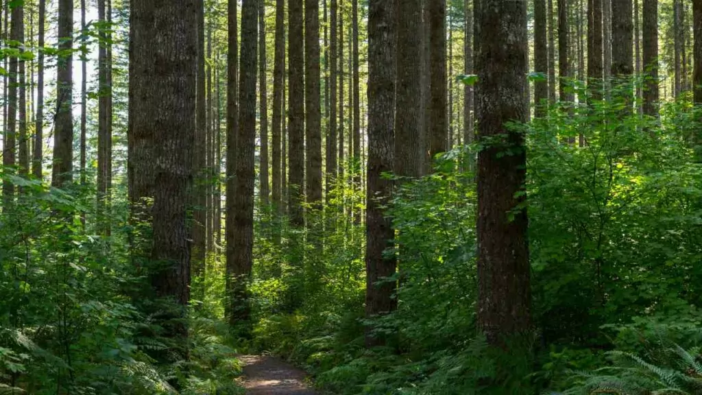 Douglas Fire forest.