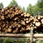 Can-You-Burn-Cedar-In-A-Fireplace
