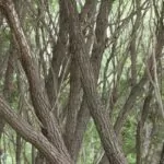 Is-Elm-Good-Firewood