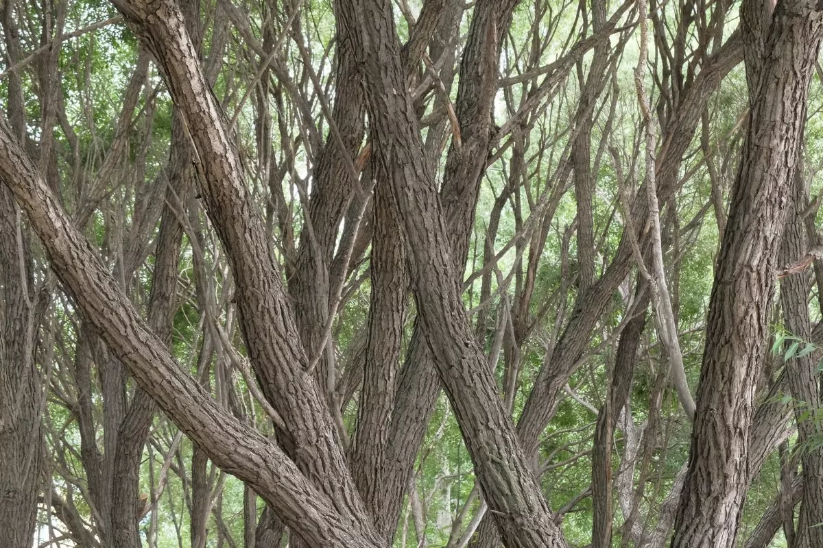 Is Elm Good Firewood?