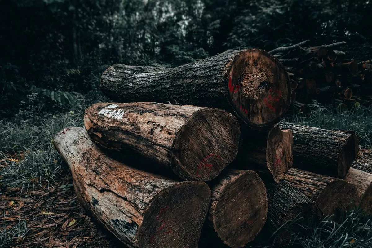 Is Locust Good Firewood? (1)