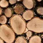 Is-Locust-Good-Firewood