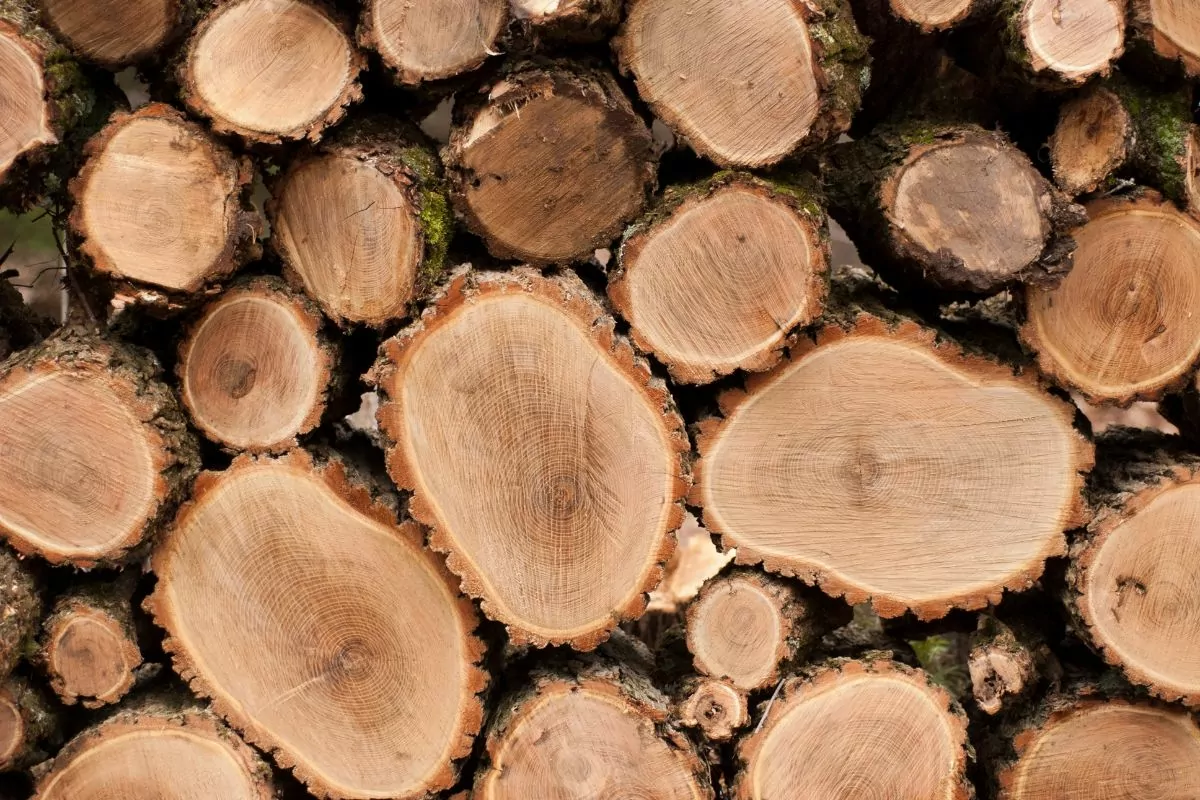 Is Locust Good Firewood?