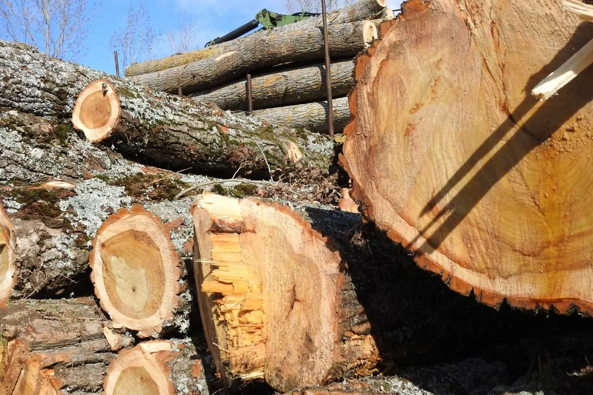 Is Poplar Good Firewood? (1)