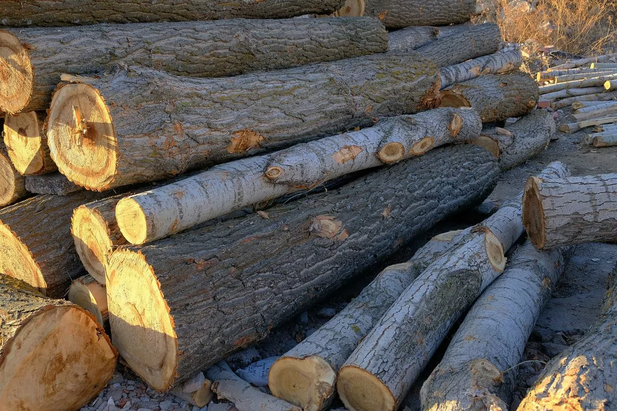 Is Poplar Good Firewood?