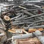 Is Sycamore Good Firewood