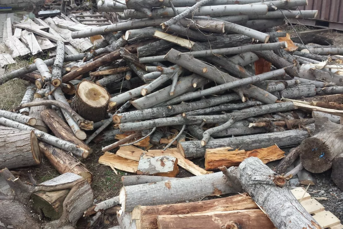 Is Sycamore Good Firewood